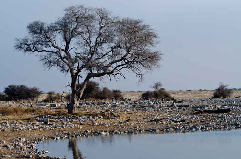 76 - Namibia - parque nacional de Etosha - charca de Okaukuejo